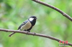 “科技赋能+全民参与” 广西构建鸟类保护体系